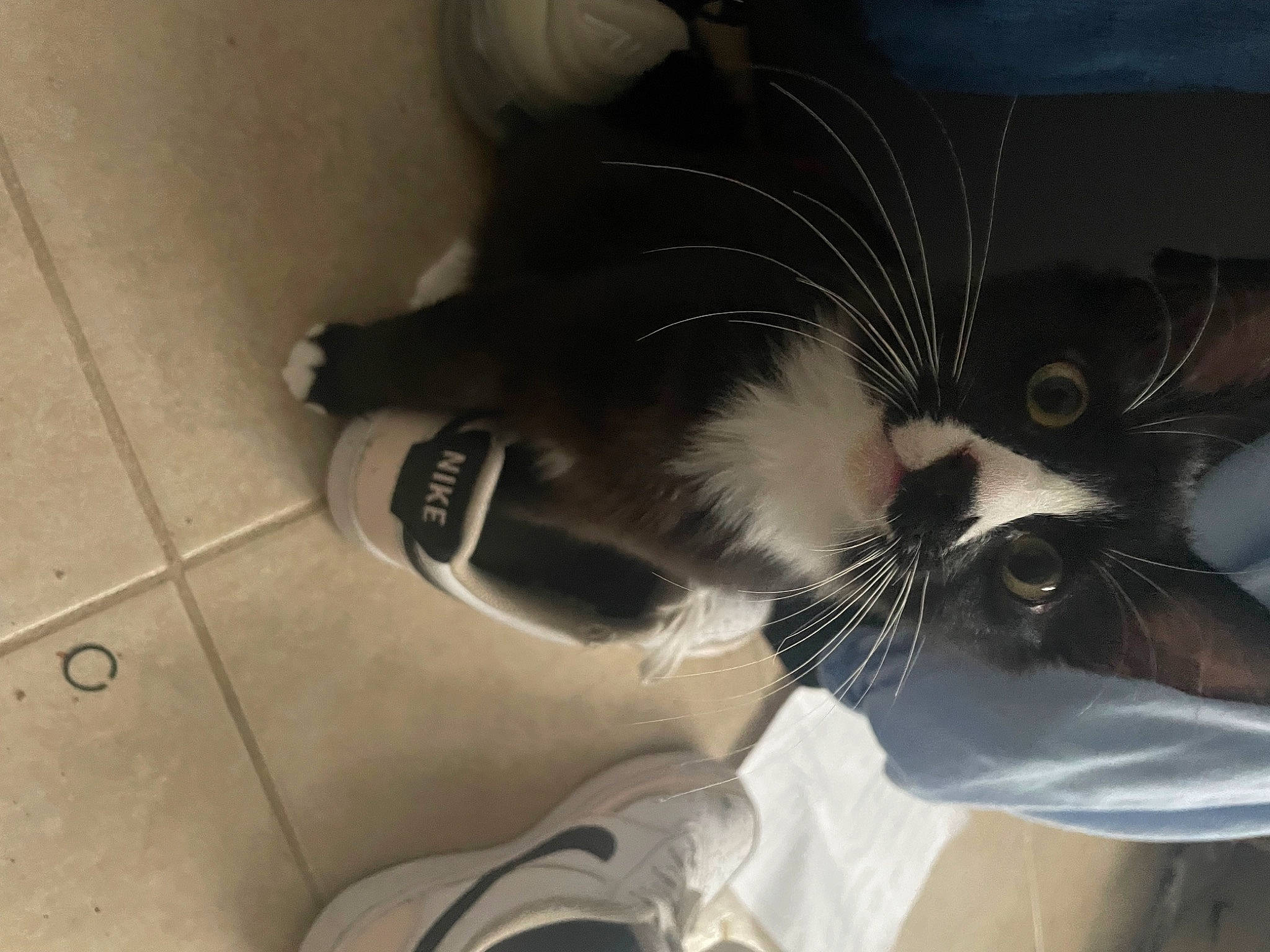 Drake joined the competition — help win amazing prizes! carmine, carnivore, cat, comfort, domestic_short_haired_cat, eye, eyelash, eyewear, fashion_accessory, felidae, flooring, fur, gesture, glove, paw, personal_protective_equipment, small_to_medium_sized_cats, snout, tail, whiskers