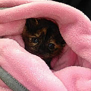 Nova joined the competition — help win amazing prizes! kitten, cat, pet, animal, feline, blanket, pink, cozy, soft, cute, small, fur, wrapped, cute_eyes, indoor, comfort, resting, warm, cuddle, sleepy