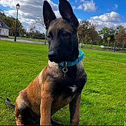 Taiko a rejoint le concours — aidez-le/la à gagner de superbes lots ! dog, puppy, belgian_malinois, sitting, outdoor, park, grass, lawn, collar, turquoise_collar, black_mask, pointed_ears, short_fur, brown_fur, large_dog, pet, animal_portrait, trees, lamp_post, blue_sky