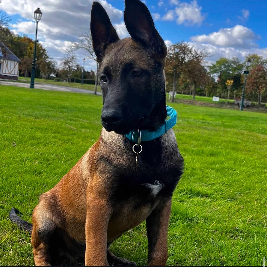 Taiko a rejoint le concours — aidez-le/la à gagner de superbes lots ! dog, puppy, belgian_malinois, sitting, outdoor, park, grass, lawn, collar, turquoise_collar, black_mask, pointed_ears, short_fur, brown_fur, large_dog, pet, animal_portrait, trees, lamp_post, blue_sky