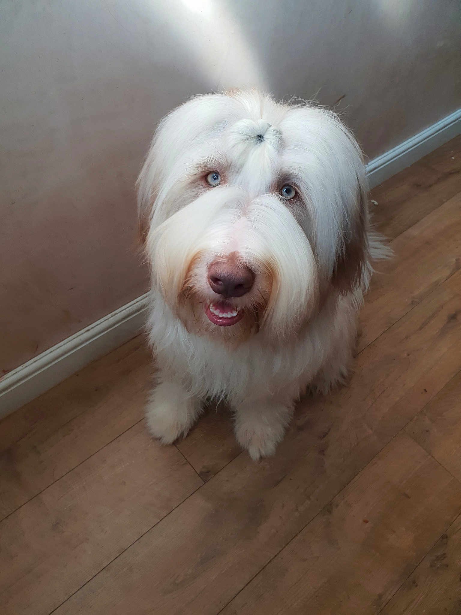 Mcduff