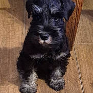Carran is registered to the contest to win money with this photo: puppy, dog, black_dog, gray_fur, curious, sitting, wooden_floor, indoor, pet, animal, cute, small_dog, fur, table_leg, young_dog, adorable, companion, domestic_animal, looking, portrait