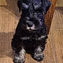 puppy, dog, black_dog, gray_fur, curious, sitting, wooden_floor, indoor, pet, animal, cute, small_dog, fur, table_leg, young_dog, adorable, companion, domestic_animal, looking, portrait