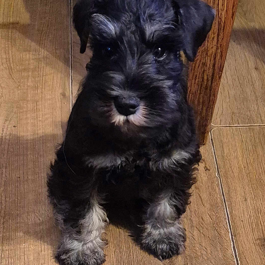 Carran is registered to the contest to win money with this photo: adorable, animal, black_dog, companion, curious, cute, dog, domestic_animal, fur, gray_fur, indoor, looking, pet, portrait, puppy, sitting, small_dog, table_leg, wooden_floor, young_dog