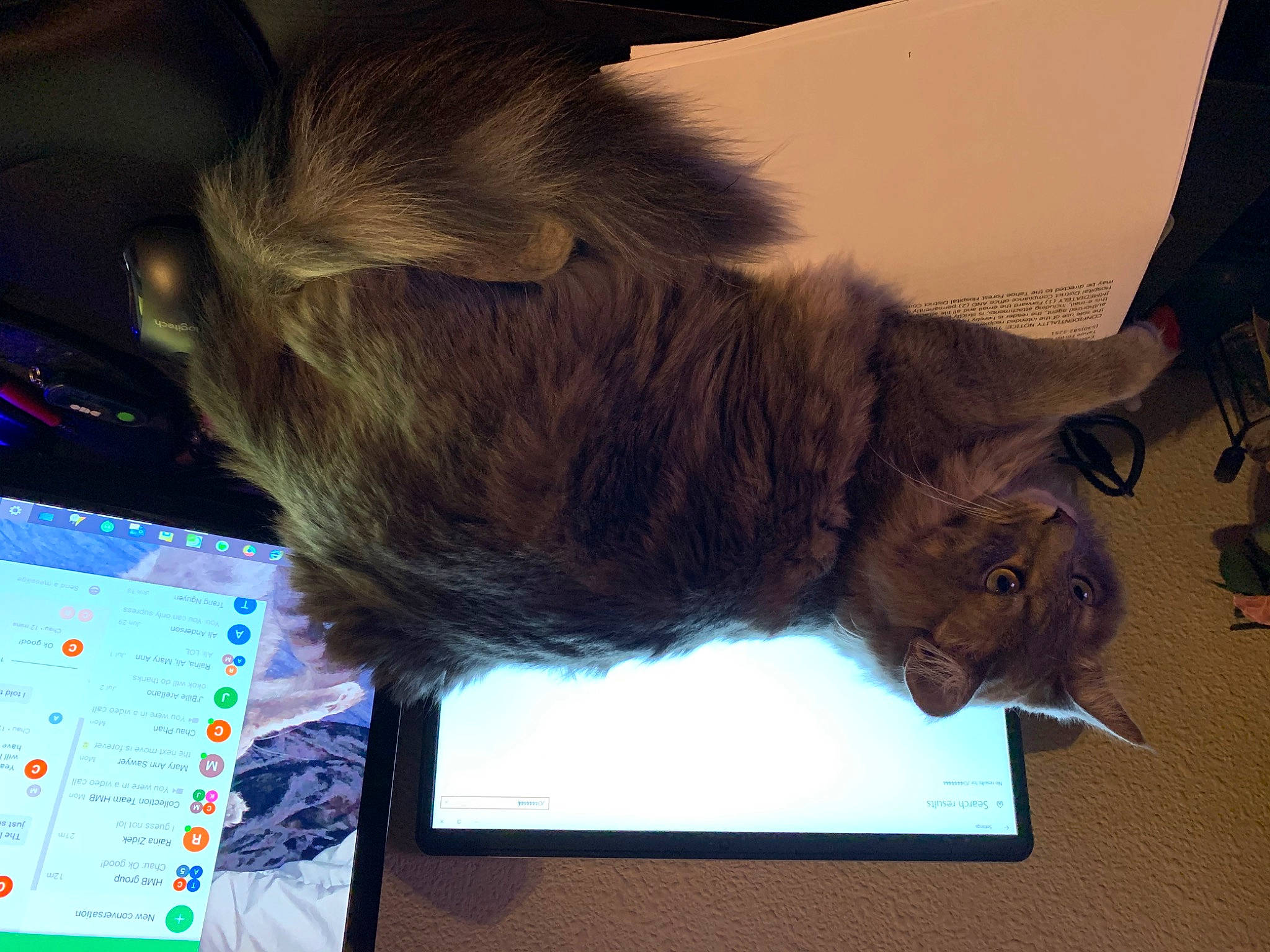 Mineral is registered to the contest to win money with this photo: carnivore, cat, fawn, felidae, fur, maine_coon, nebelung, norwegian_forest_cat, small_to_medium_sized_cats, tail