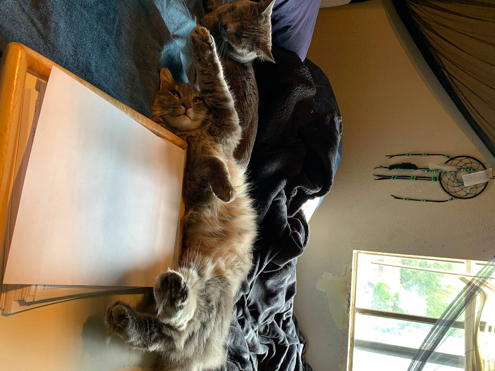 Mineral joined the competition — help win amazing prizes! canidae, carnivore, cat, felidae, fur, small_to_medium_sized_cats, sporting_group, tail, whiskers