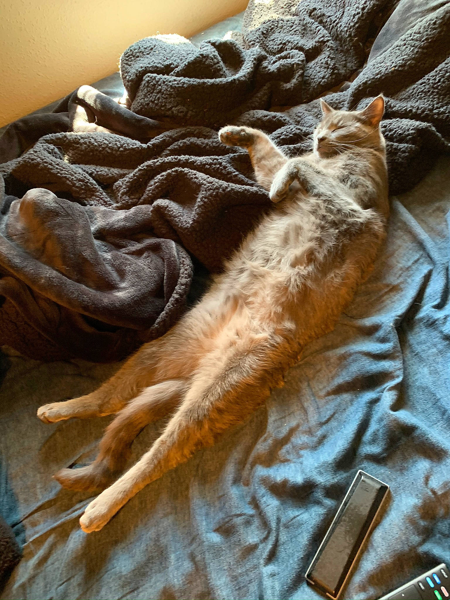 Stone joined the competition — help win amazing prizes! fawn, fur, stole, textile, wool