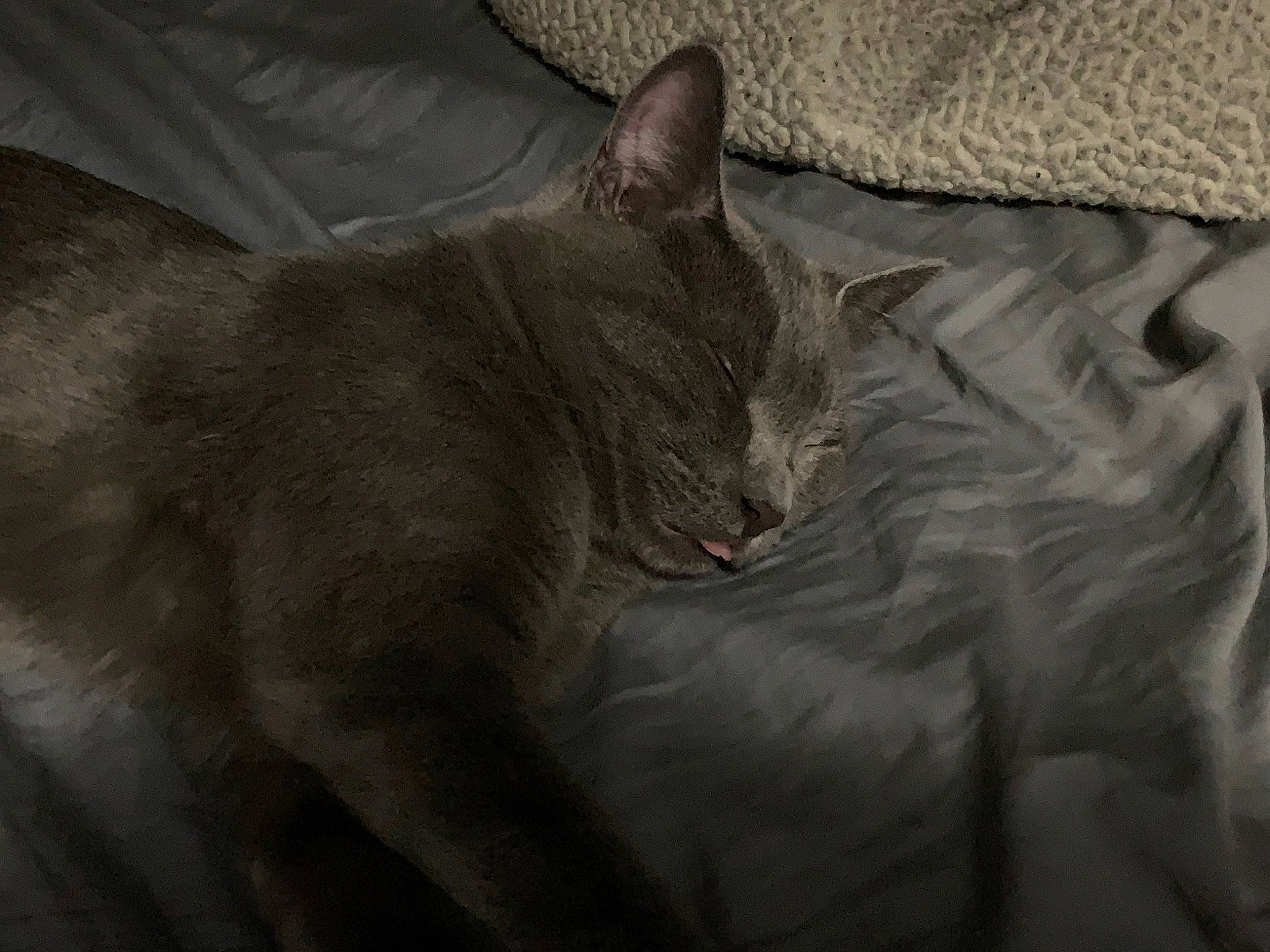 Stone is registered to the contest to win money with this photo: asian, burmese, carnivore, cat, chartreux, domestic_short_haired_cat, ear, felidae, fur, havana_brown, korat, mammal, russian_blue, small_to_medium_sized_cats, snout, tail, whiskers