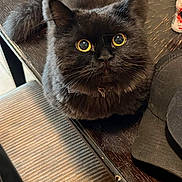 Sylvester is registered to the contest to win money with this photo: black_cat, cat, yellow_eyes, fluffy_fur, wooden_table, chair, striped_cushion, indoor, pet, curious, close_up, feline, domestic_cat, table, fur, animal, looking_up, whiskers, collar, companion