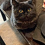black_cat, cat, yellow_eyes, fluffy_fur, wooden_table, chair, striped_cushion, indoor, pet, curious, close_up, feline, domestic_cat, table, fur, animal, looking_up, whiskers, collar, companion