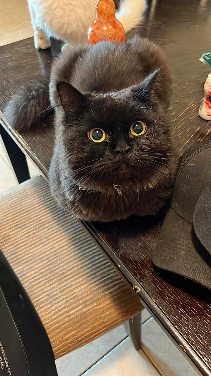 Sylvester is registered to the contest to win money with this photo: black_cat, cat, yellow_eyes, fluffy_fur, wooden_table, chair, striped_cushion, indoor, pet, curious, close_up, feline, domestic_cat, table, fur, animal, looking_up, whiskers, collar, companion