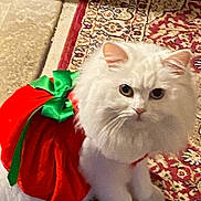 Winter joined the competition — help win amazing prizes! cat, white_cat, fluffy, pet, animal, costume, red_outfit, green_bow, indoor, rug, patterned_rug, curious, cute, feline, domestic_cat, sitting, closeup, fur, eyes, holiday