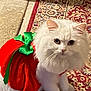 cat, white_cat, fluffy, pet, animal, costume, red_outfit, green_bow, indoor, rug, patterned_rug, curious, cute, feline, domestic_cat, sitting, closeup, fur, eyes, holiday