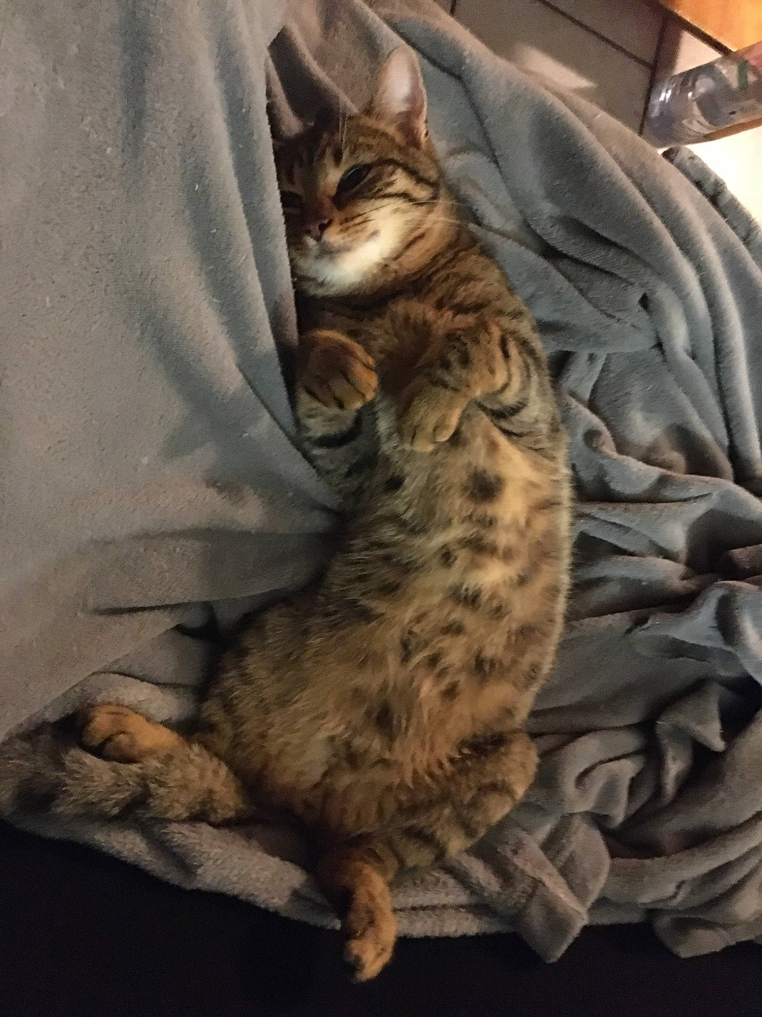 Pepito participe au concours pour gagner de l'argent avec cette photo : bed, carnivore, cat, claw, comfort, domestic_short_haired_cat, fawn, felidae, foot, fur, linens, nap, paw, sleep, small_to_medium_sized_cats, snout, tail, terrestrial_animal, whiskers, wildlife