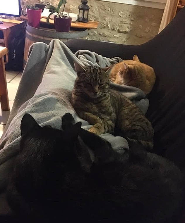 Pepito participe au concours pour gagner de l'argent avec cette photo : bed_sheet, bedding, carnivore, cat, cloud, comfort, domestic_short_haired_cat, felidae, flooring, fur, furniture, grey, hardwood, linens, mammal, room, small_to_medium_sized_cats, textile, whiskers, wood