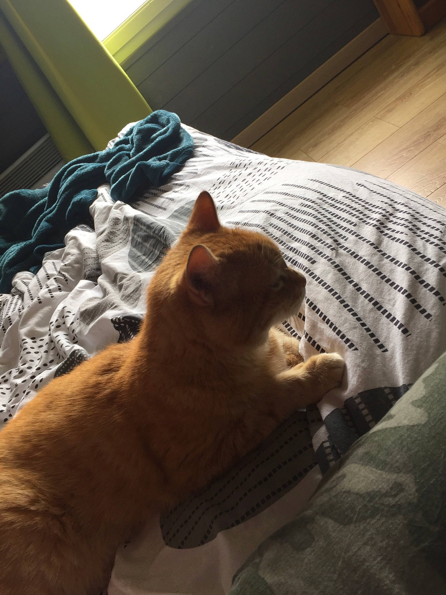 Jimbo a rejoint le concours — aidez-le/la à gagner de superbes lots ! bed, bedding, carnivore, cat, comfort, domestic_short_haired_cat, duvet, fawn, felidae, flooring, fur, hardwood, linens, small_to_medium_sized_cats, tail, textile, tints_and_shades, whiskers, window, wood