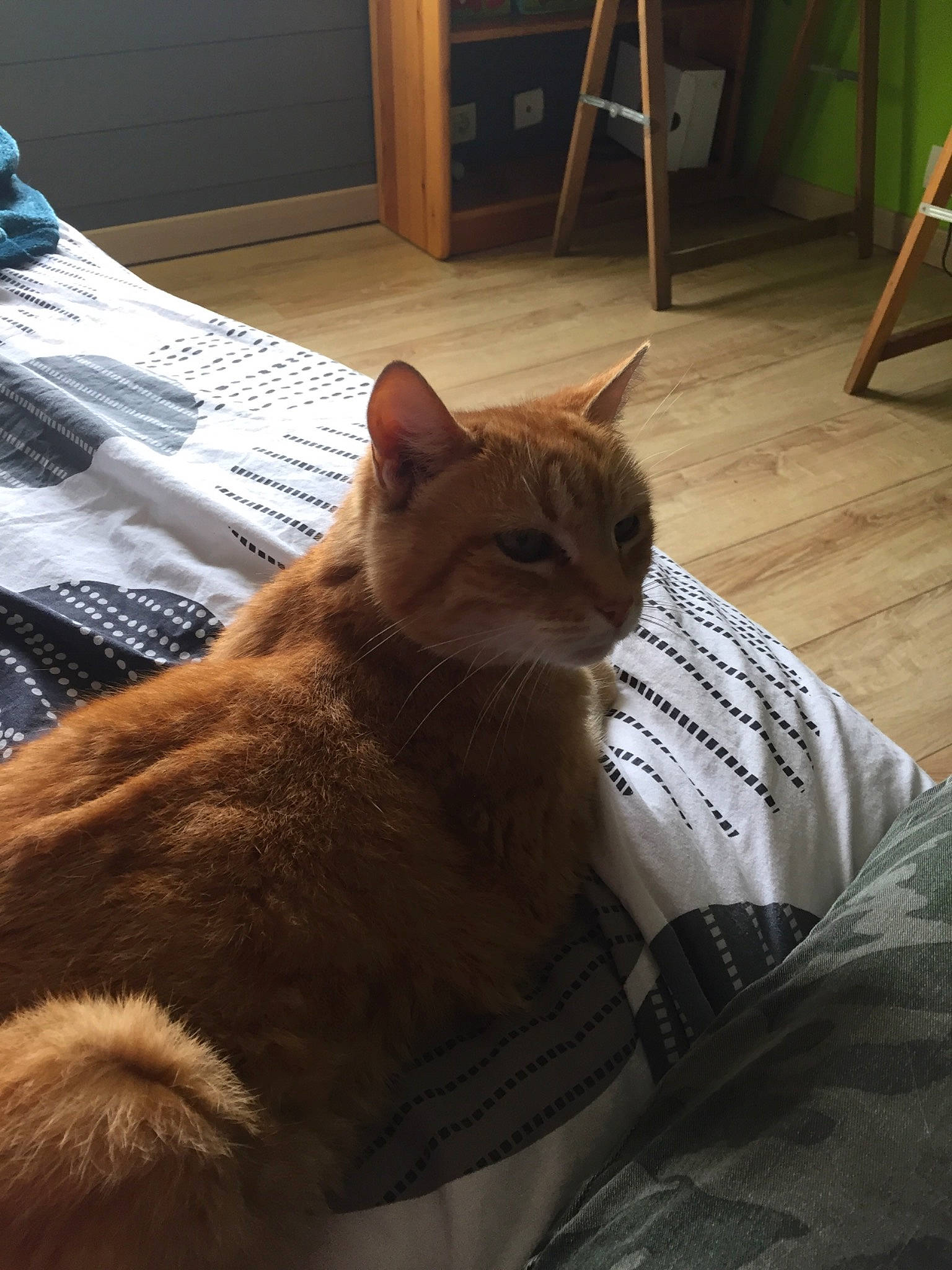 Jimbo a rejoint le concours — aidez-le/la à gagner de superbes lots ! carnivore, cat, comfort, domestic_short_haired_cat, fawn, felidae, floor, flooring, fur, hardwood, human_leg, ladder, linens, room, small_to_medium_sized_cats, snout, tail, textile, whiskers, wood