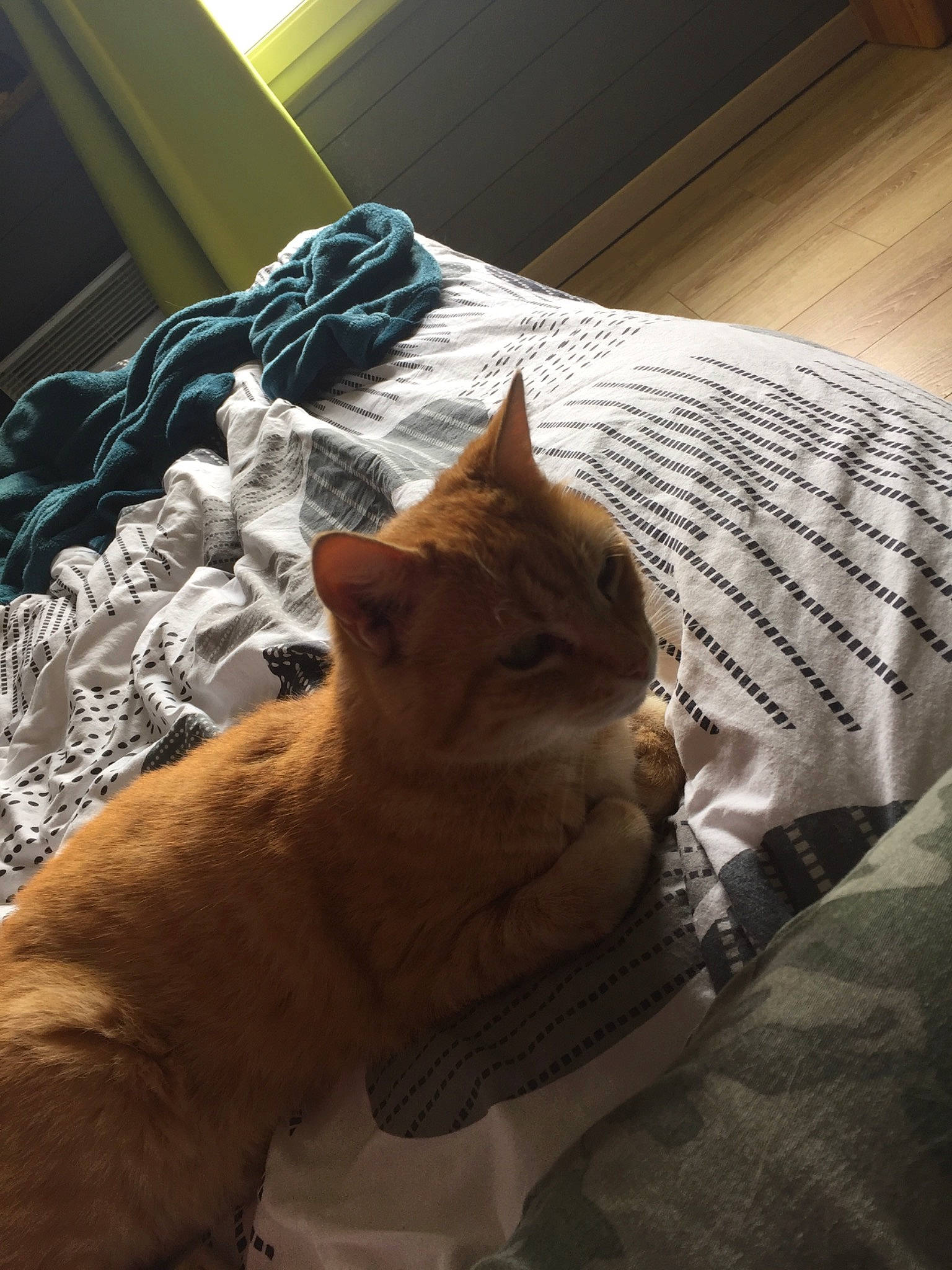 Jimbo participe au concours pour gagner de l'argent avec cette photo : bed, bed_sheet, bedding, bedroom, carnivore, cat, comfort, domestic_short_haired_cat, fawn, felidae, flooring, fur, linens, room, small_to_medium_sized_cats, tail, tints_and_shades, whiskers, window, wood