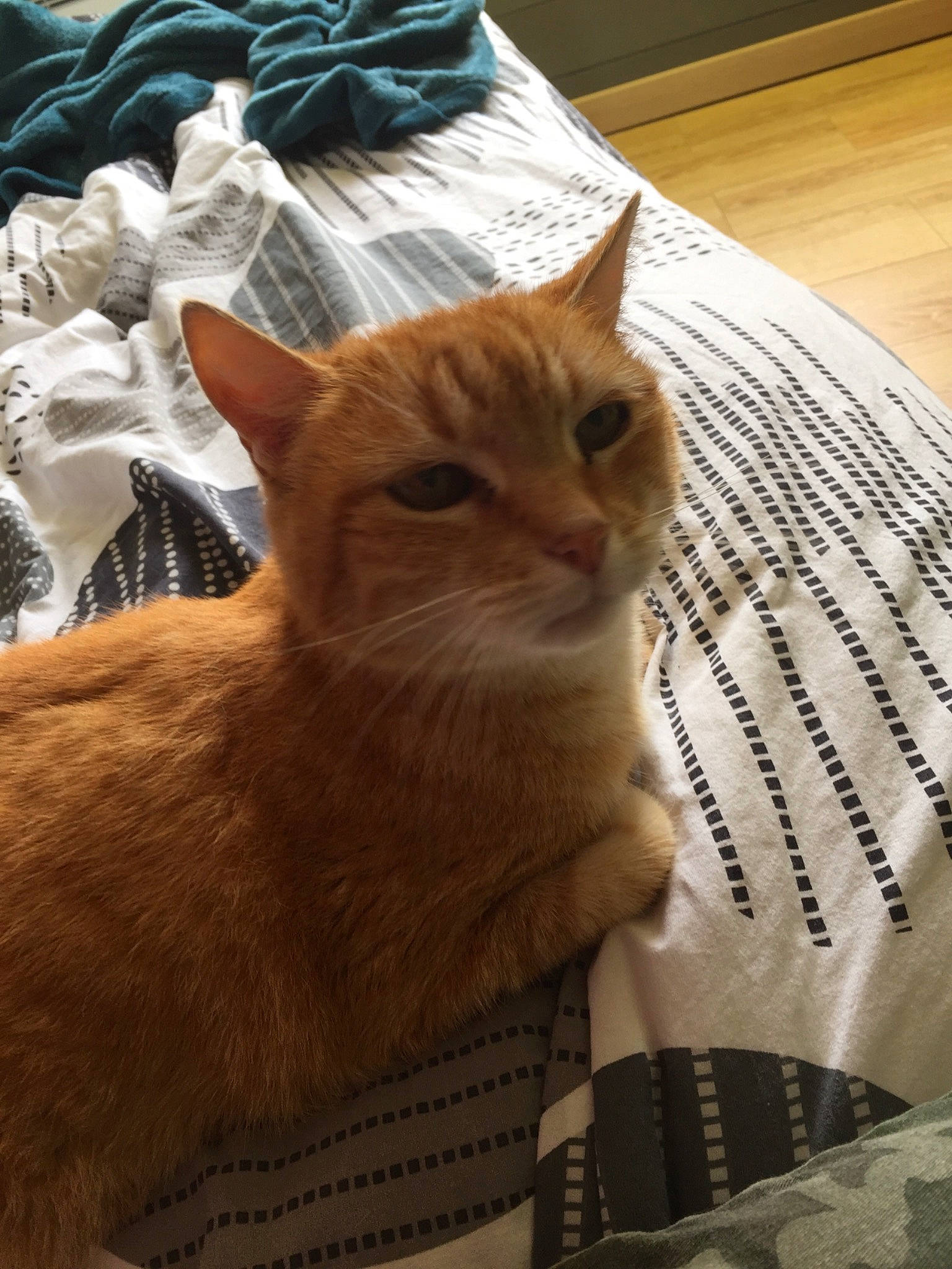 Jimbo participe au concours pour gagner de l'argent avec cette photo : carnivore, cat, cat_furniture, claw, comfort, domestic_short_haired_cat, eye, fawn, felidae, fur, hardwood, linens, paw, plastic_bag, small_to_medium_sized_cats, snout, tail, whiskers, window, wood