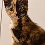 Peko joined the competition — help win amazing prizes! kitten, cat, tortoiseshell, fur, close_up, pet, animal, whiskers, ears, eyes, fluffy, cute, young, indoor, feline, portrait, sitting, curious, soft, domestic