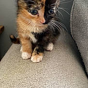Peko is registered to the contest to win money with this photo: kitten, calico, cat, pet, cute, feline, whiskers, fur, indoor, couch, texture, small, animal, young, domestic, curious, sitting, adorable, closeup, soft