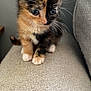 kitten, calico, cat, pet, cute, feline, whiskers, fur, indoor, couch, texture, small, animal, young, domestic, curious, sitting, adorable, closeup, soft
