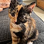 Peko is registered to the contest to win money with this photo: kitten, cat, calico, pet, cute, feline, whiskers, paws, sitting, indoor, couch, furniture, home, animal, young, curious, soft, fur, closeup, adorable