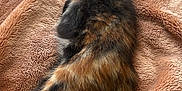 Peko is registered to the contest to win money with this photo: kitten, cat, sleeping, tortoiseshell, furry, pet, blanket, soft_texture, indoors, cozy, resting, animal, cute, relaxed, warm_colors, fur, paw, whiskers, comfort, home