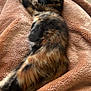 kitten, cat, sleeping, tortoiseshell, furry, pet, blanket, soft_texture, indoors, cozy, resting, animal, cute, relaxed, warm_colors, fur, paw, whiskers, comfort, home