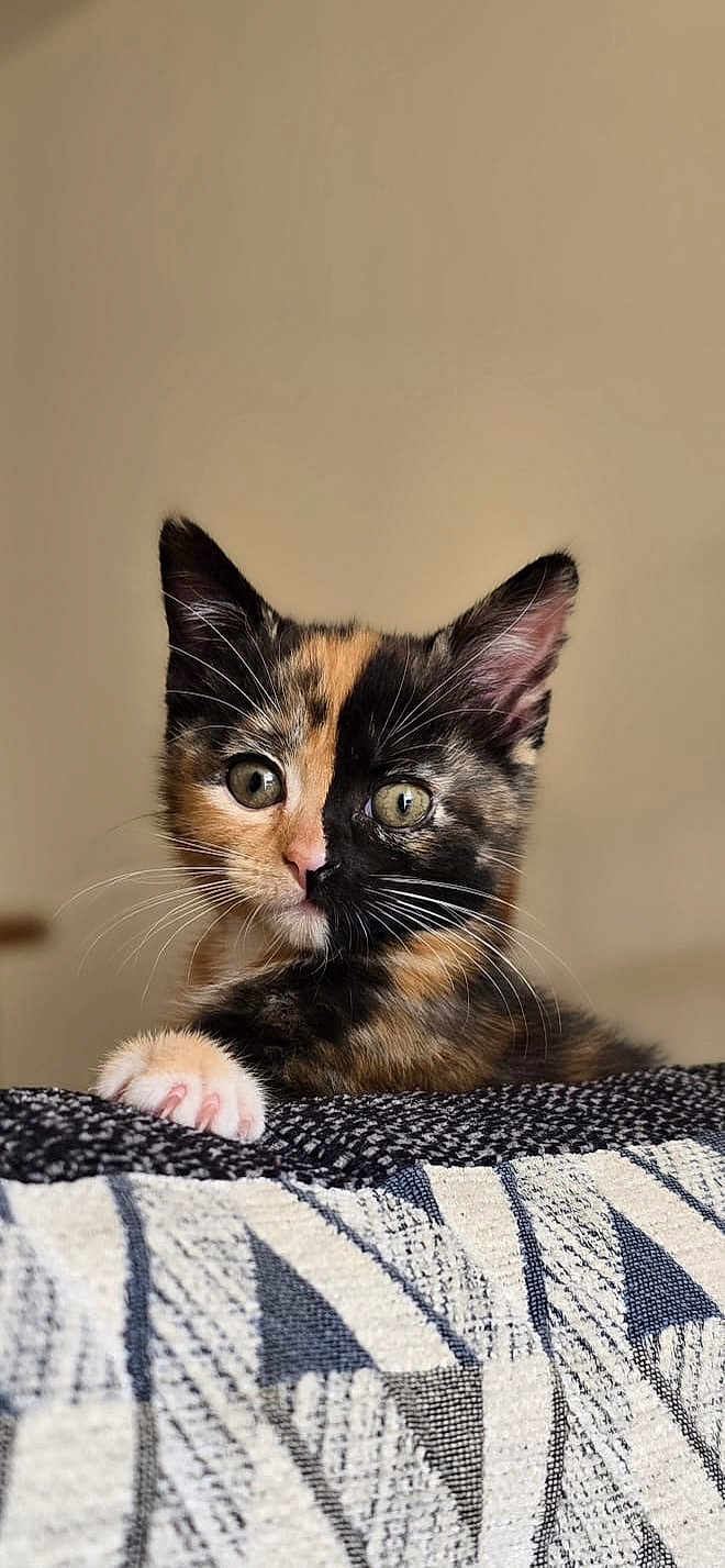 Peko joined the competition — help win amazing prizes! kitten, cat, tortoiseshell, pet, animal, cute, whiskers, paw, curious, feline, young, indoor, portrait, soft_light, closeup, mammal, fur, ears, eyes, domestic