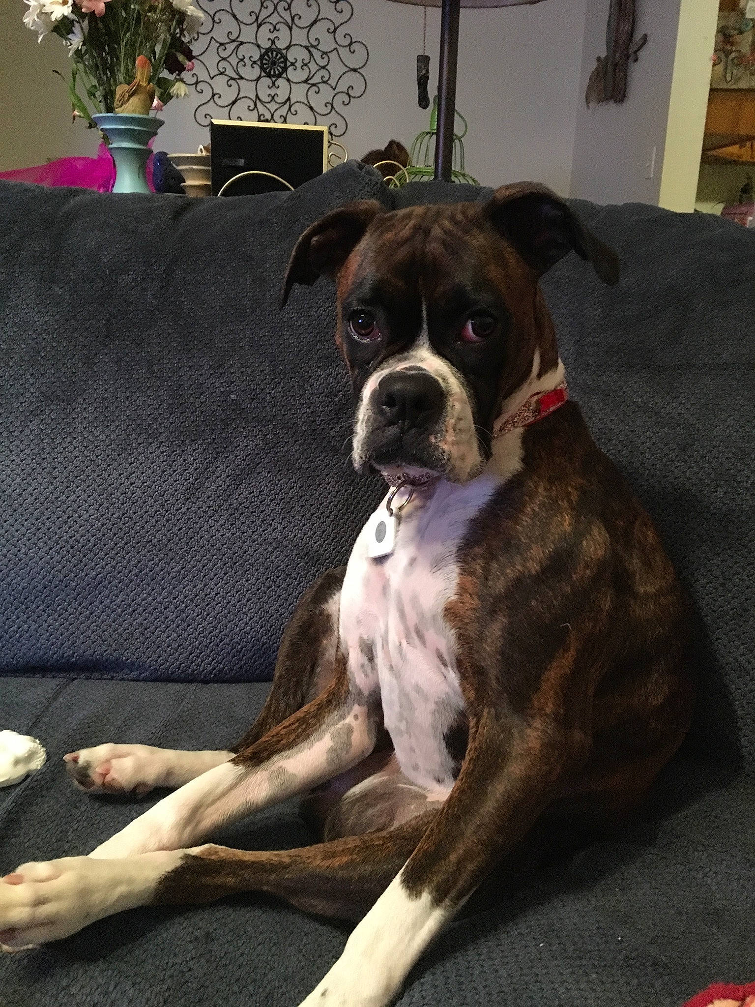 Kami is registered to the contest to win money with this photo: alano_espanol, alaunt, american_bulldog, boxer, bullmastiff, canidae, carnivore, companion_dog, dog, dog_breed, fawn, mammal, molosser, non_sporting_group, olde_english_bulldogge, rare_breed_dog, snout, sporting_group, valley_bulldog, vertebrate