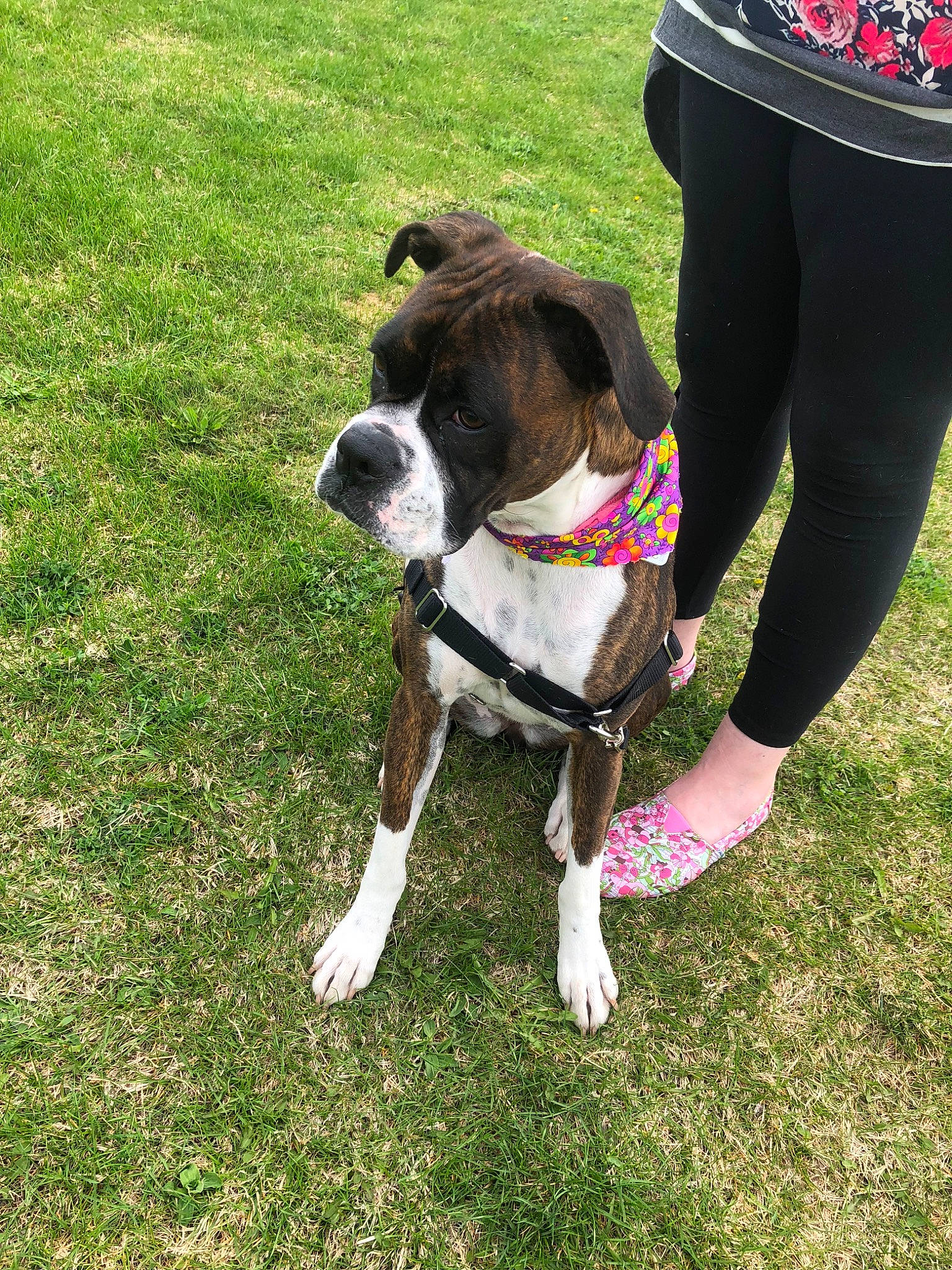 Kami joined the competition — help win amazing prizes! adventure, american_bulldog, boston_terrier, boxer, canidae, carnivore, companion_dog, dog, dog_breed, dog_walking, fawn, grass, leash, mammal, obedience_training, snout, sporting_group, tail, valley_bulldog, working_dog