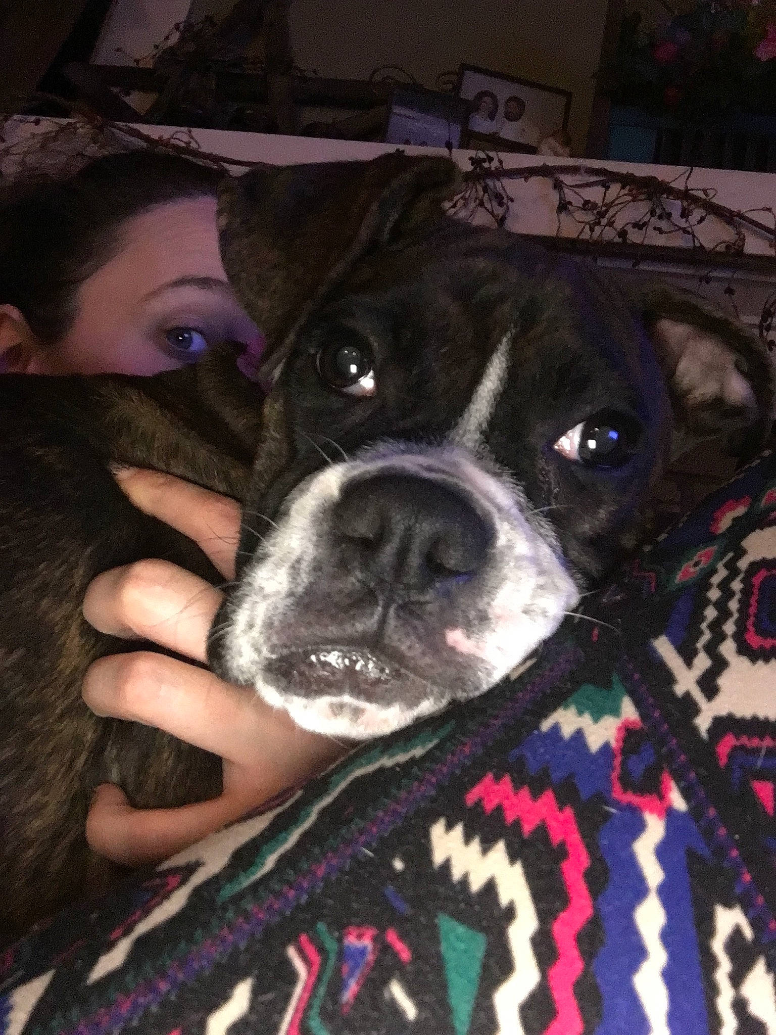 Kami is registered to the contest to win money with this photo: boston_terrier, boxer, canidae, carnivore, companion_dog, dog, dog_breed, eye, fawn, mammal, non_sporting_group, nose, snout, sporting_group, valley_bulldog, whiskers