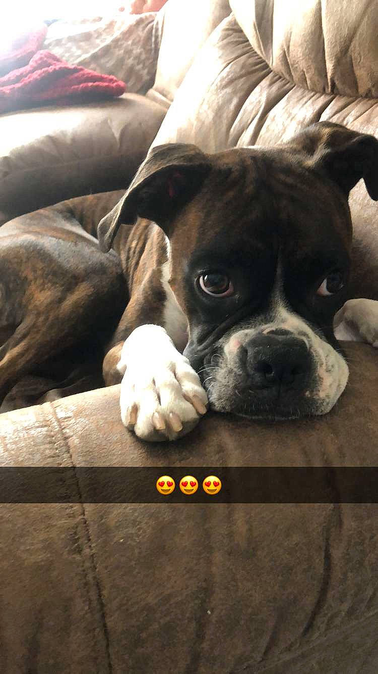 Kami is registered to the contest to win money with this photo: american_bulldog, australian_bulldog, boxer, bulldog, canidae, carnivore, companion_dog, dog, dog_breed, fawn, mammal, molosser, non_sporting_group, old_english_bulldog, olde_english_bulldogge, puppy, snout, sporting_group, valley_bulldog, vertebrate