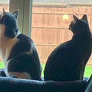 Pepper And Whiskey is registered to the contest to win money with this photo: animal, back_view, cat, cats, companions, cozy, curious, daylight, domestic_animal, fence, fur, house, indoor, looking, pair, pets, quiet, resting, sitting, window