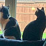 animal, back_view, cat, cats, companions, cozy, curious, daylight, domestic_animal, fence, fur, house, indoor, looking, pair, pets, quiet, resting, sitting, window