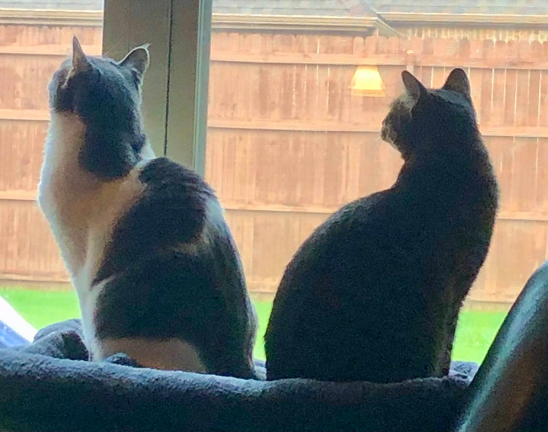 Pepper And Whiskey is registered to the contest to win money with this photo: animal, back_view, cat, cats, companions, cozy, curious, daylight, domestic_animal, fence, fur, house, indoor, looking, pair, pets, quiet, resting, sitting, window