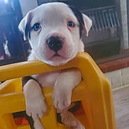 Tank is registered to the contest to win money with this photo: puppy, dog, pet, indoor, yellow, plastic, cute, animal, young, closeup, face, paw, fur, black_and_white, looking, curious, soft_light, background_blur, floor, home