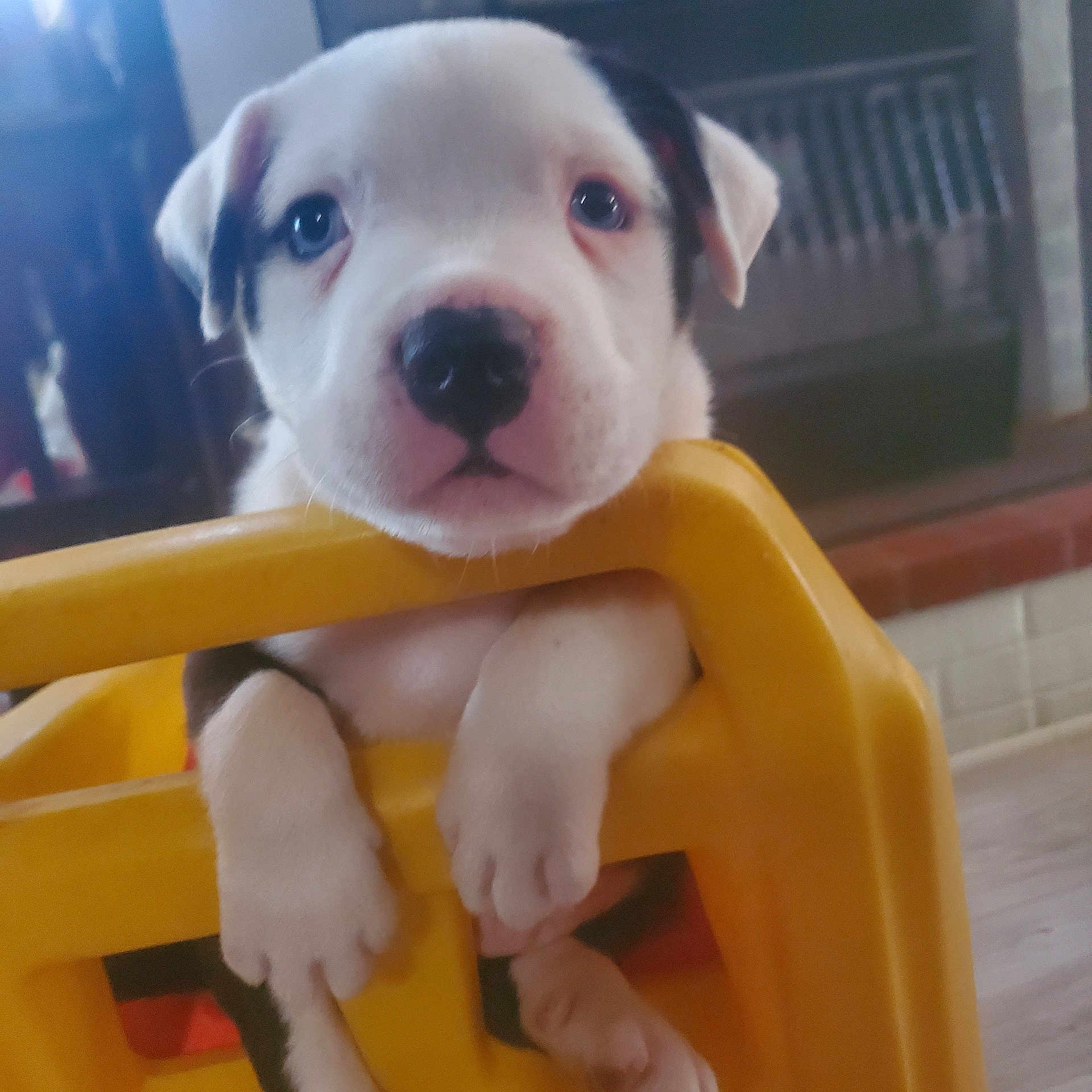 Tank is registered to the contest to win money with this photo: puppy, dog, pet, indoor, yellow, plastic, cute, animal, young, closeup, face, paw, fur, black_and_white, looking, curious, soft_light, background_blur, floor, home