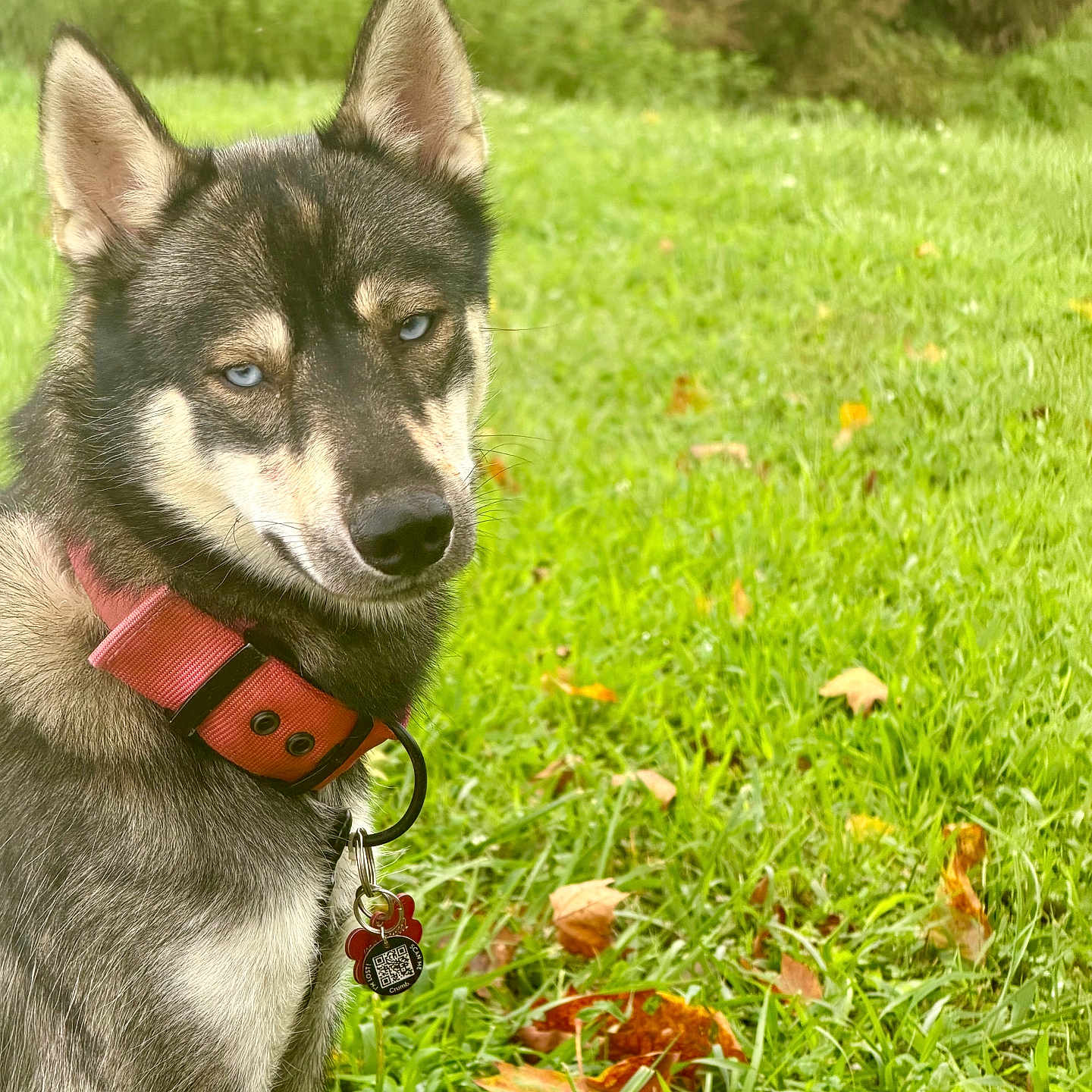 Bootie is registered to the contest to win money with this photo: dog, blue_eyes, red_collar, grass, outdoor, nature, leaves, autumn, pet, canine, portrait, animal, fur, muzzle, ears, tag, greenery, field, closeup, alert