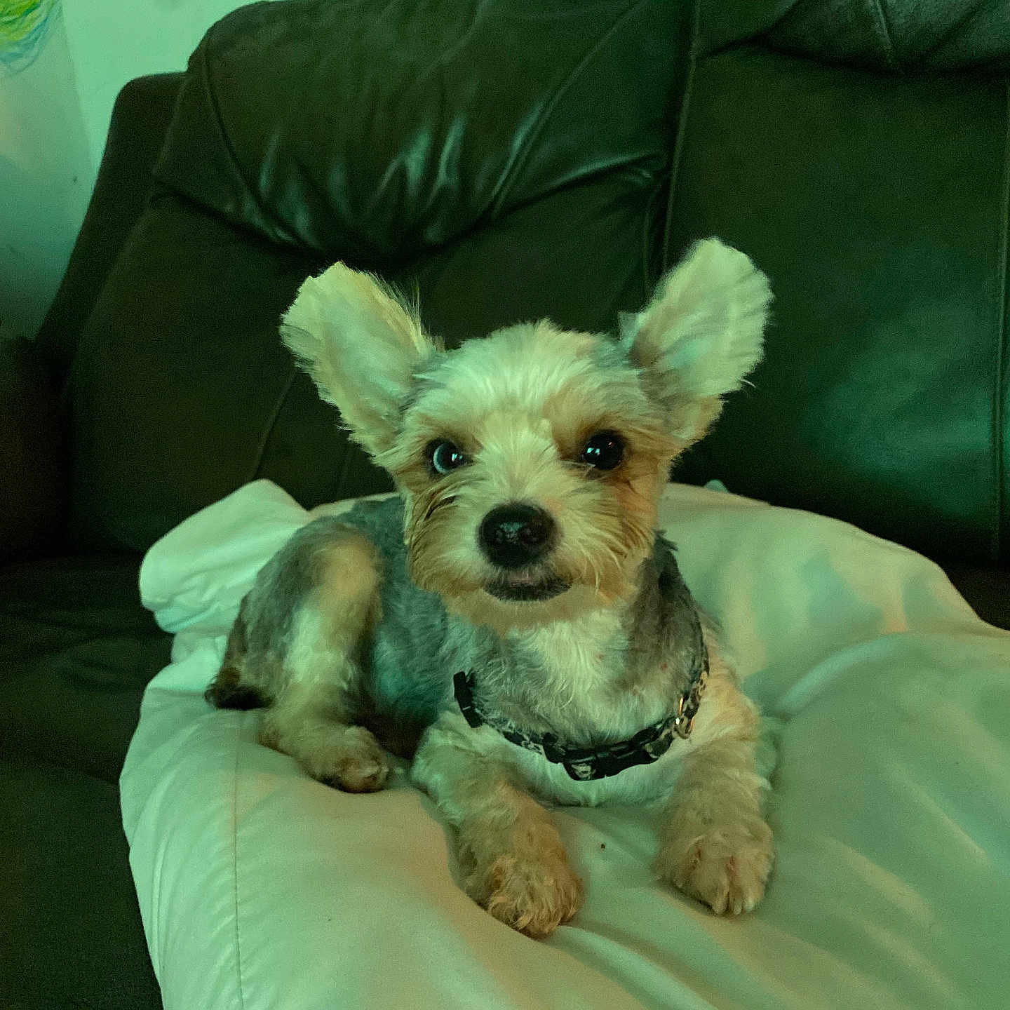 Maryjane joined the competition — help win amazing prizes! dog, small_dog, pet, pillow, couch, leather_couch, indoor, fur, ears, black_nose, animal, relaxed, lying_down, companion, cute, domestic_animal, canine, home, resting, collar