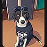 Oreo a rejoint le concours — aidez-le/la à gagner de superbes lots ! dog, indoor, clothing, sunglasses, black_and_white, pet, floor, tiled_floor, wall, door, animal, sitting, portrait, cute, fashion, accessory, canine, looking_up, house, pet_clothing
