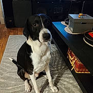 Oreo participe au concours pour gagner de l'argent avec cette photo : dog, black_and_white, sitting, indoor, rug, coffee_table, basket, box, floor, wooden_floor, television, speakers, living_room, pet, animal, fur, ears, tail, looking, home