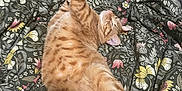 Nugget is registered to the contest to win money with this photo: cat, orange_tabby, bed, blanket, floral_pattern, stretching, relaxed, indoor, feline, pet, cute, sleepy, fur, whiskers, paws, cozy, domestic, animal, resting, cute_pet