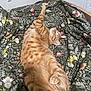 cat, orange_tabby, bed, blanket, floral_pattern, stretching, relaxed, indoor, feline, pet, cute, sleepy, fur, whiskers, paws, cozy, domestic, animal, resting, cute_pet
