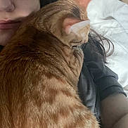 Nugget joined the competition — help win amazing prizes! cat, person, bed, blanket, orange_tabby, fur, cuddling, resting, comfort, indoor, hair, skin, sleepy, closeup, pet, animal, relaxation, domestic, cozy, casual