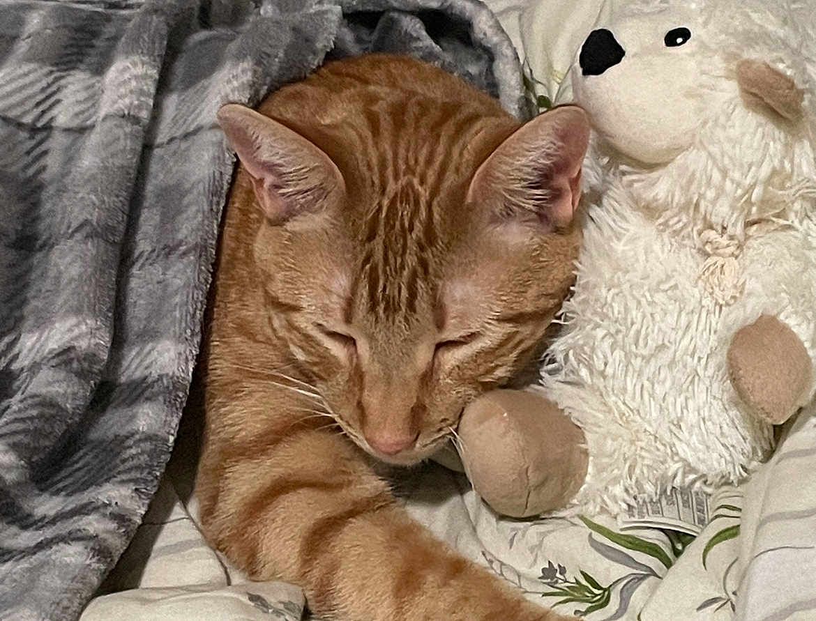 Nugget