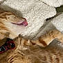 cat, orange_tabby, tongue_out, collar, pet, sleeping, fluffy_blanket, cozy, indoor, cute, fur, whiskers, relaxed, animal, domestic_cat, mammal, playful, closeup, resting, soft_texture