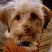 Louie is registered to the contest to win money with this photo: dog, close_up, fluffy, brown_sweater, pet, indoors, carpet, curious, cute, animal, fur, portrait, collar, cozy, friendly, mammal, domestic_animal, whiskers, face, brown