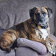 D.g. joined the competition — help win amazing prizes! animal, armrest, brindle, calm, canine, collar, comfort, couch, dog, domestic_animal, fur, furniture, household, indoor, living_room, pet, portrait, relaxed, resting, seated